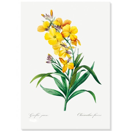 Постер "Botanical flowers"