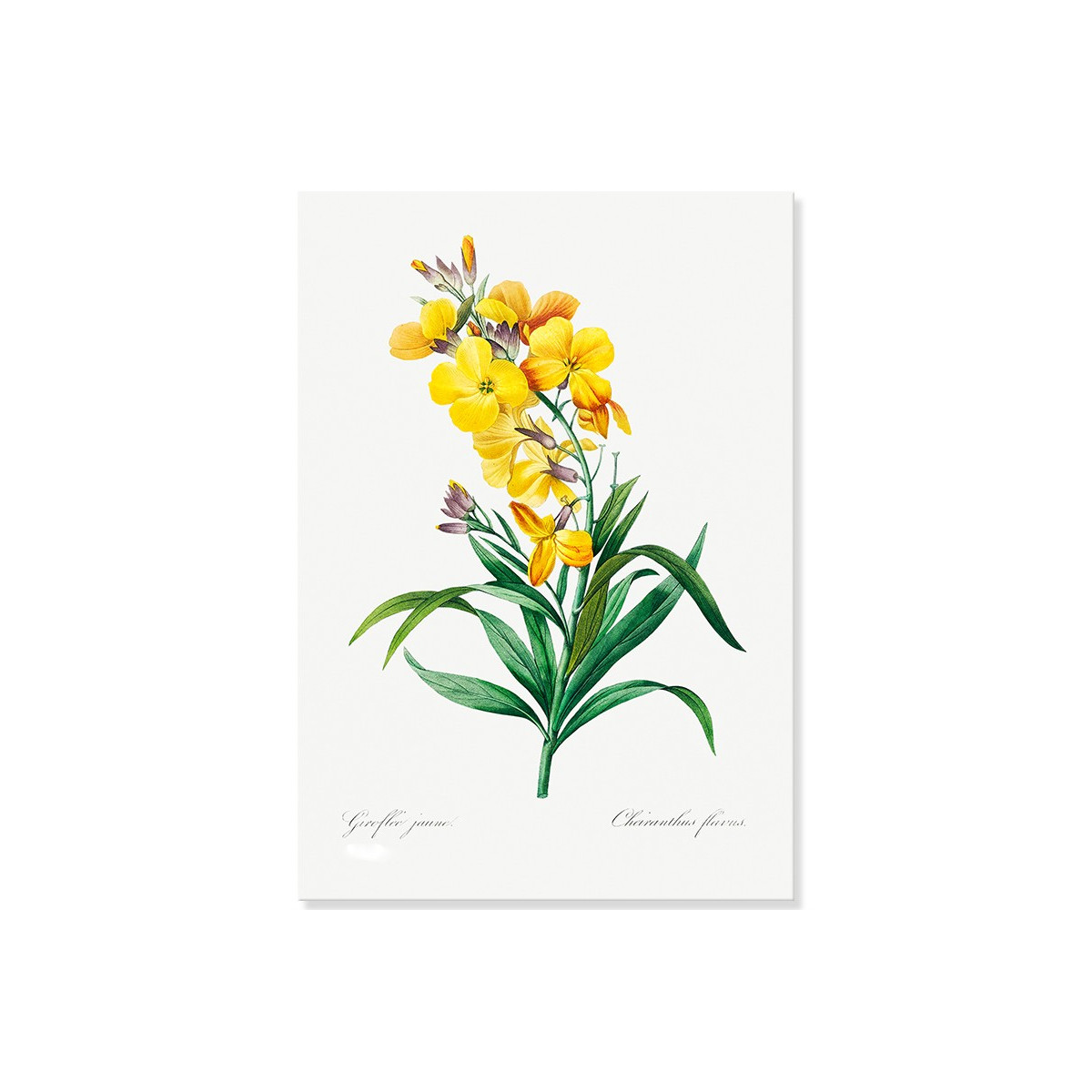 Постер "Botanical flowers"
