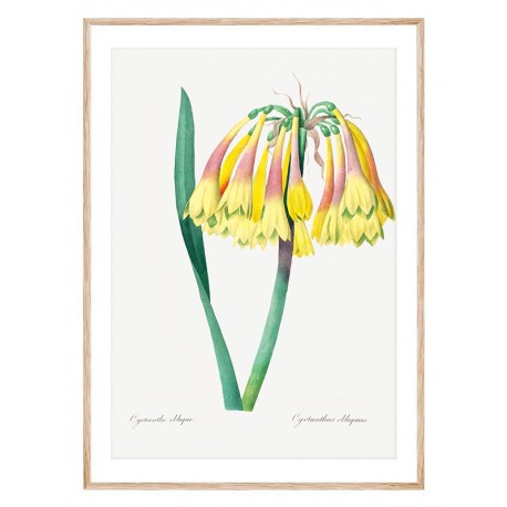 Постер "Botanical flowers"