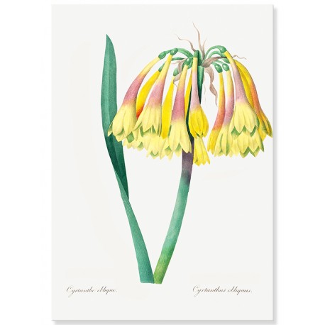 Постер "Botanical flowers"