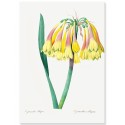 Постер "Botanical flowers"