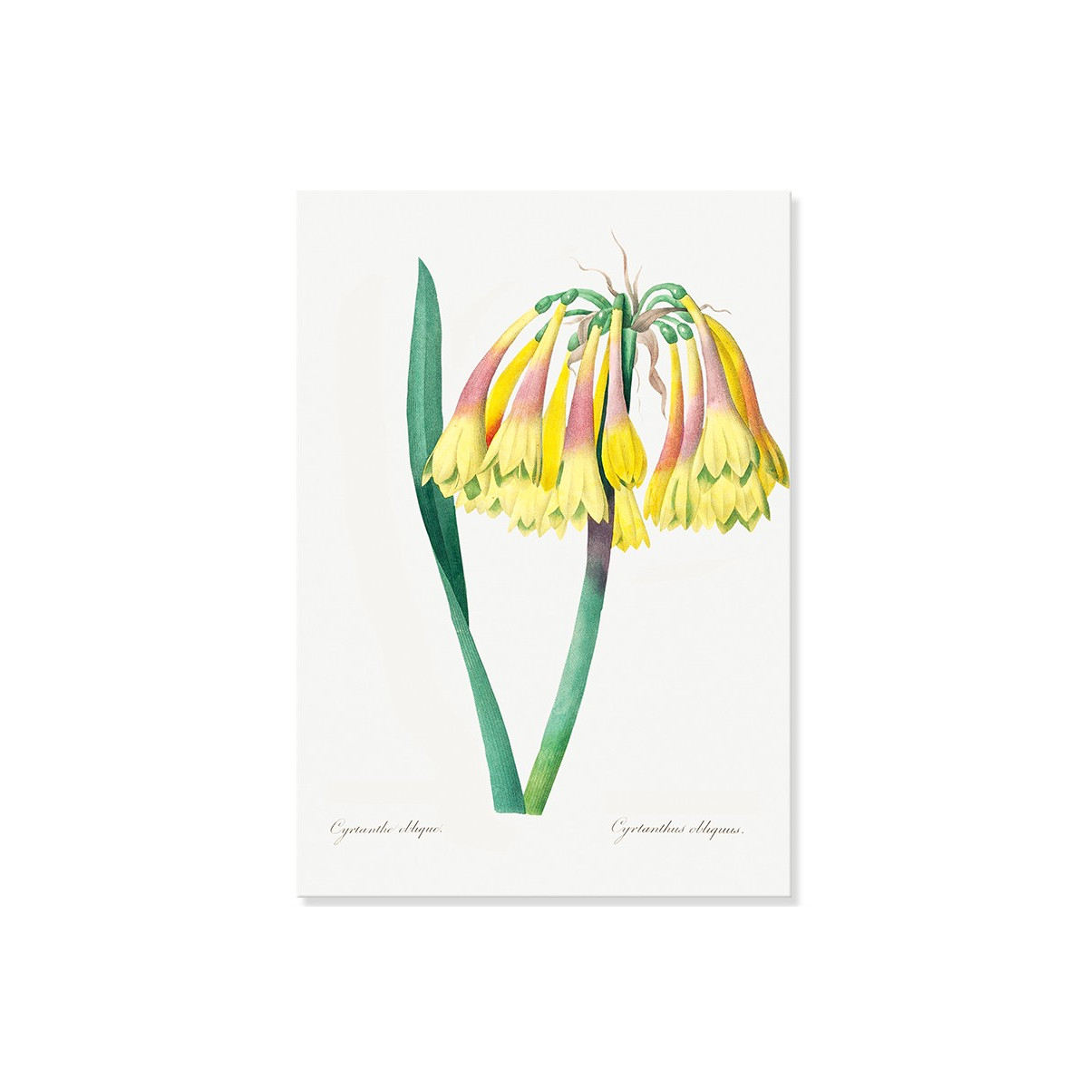 Постер "Botanical flowers"