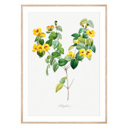 Постер "Botanical flowers"