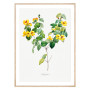 Постер "Botanical flowers"