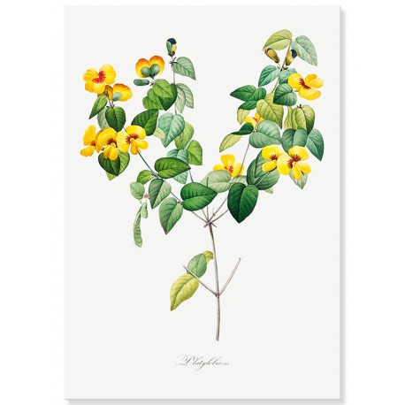 Постер "Botanical flowers"