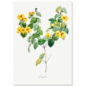 Постер "Botanical flowers"