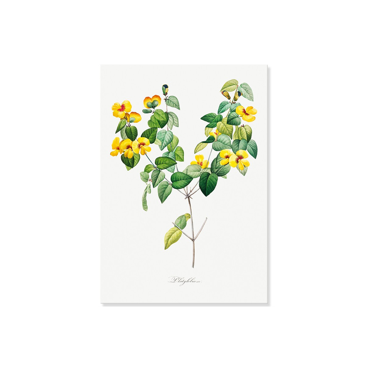 Постер "Botanical flowers"