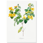 Постер "Botanical flowers"
