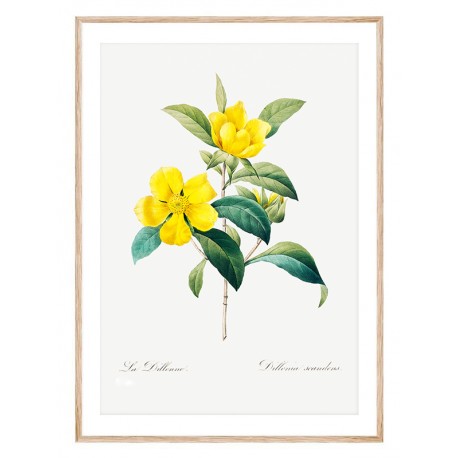 Постер "Botanical flowers"