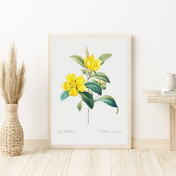 Постер "Botanical flowers"