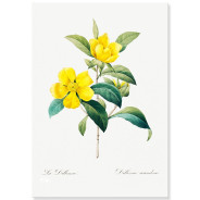 Постер "Botanical flowers"