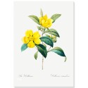 Постер "Botanical flowers"