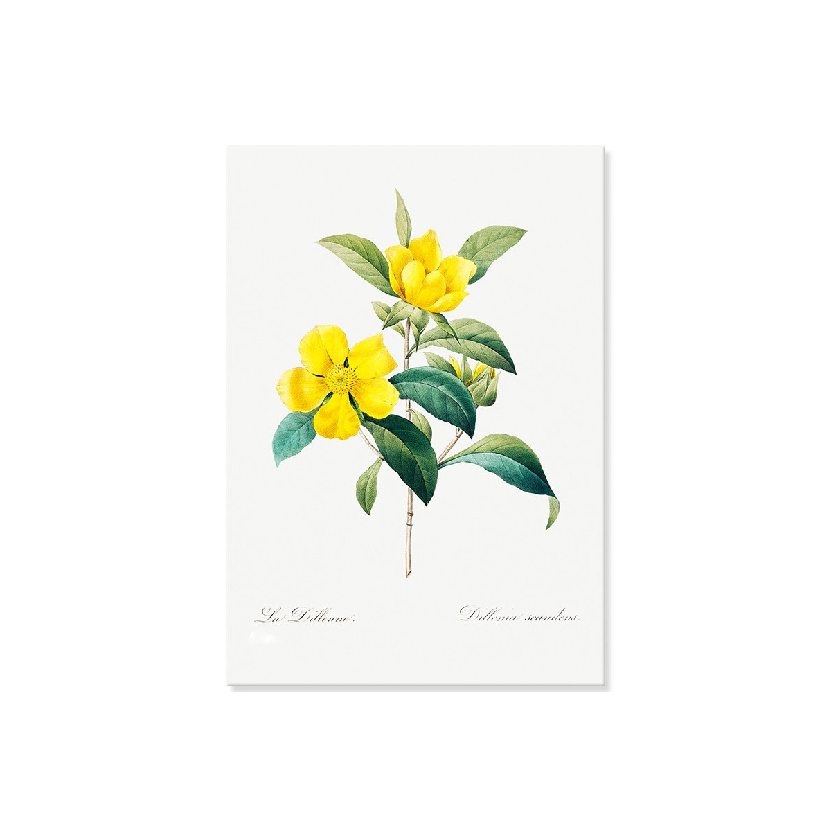 Постер "Botanical flowers"