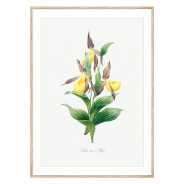 Постер "Botanical flowers"