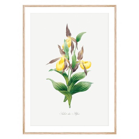 Постер "Botanical flowers"