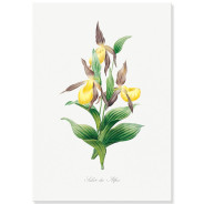 Постер "Botanical flowers"