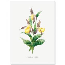 Постер "Botanical flowers"