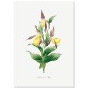 Постер "Botanical flowers"