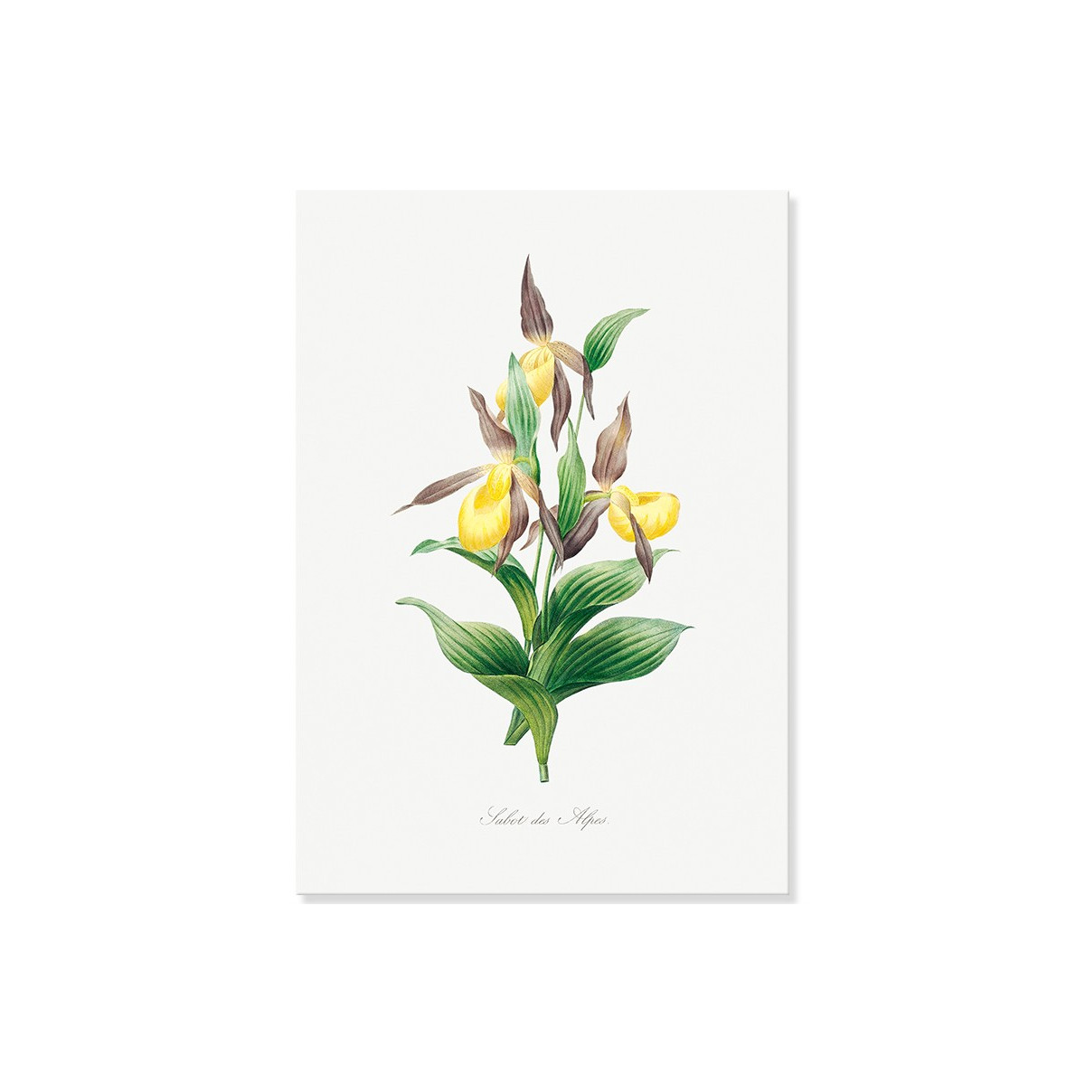 Постер "Botanical flowers"