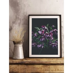 Постер "Морозник"