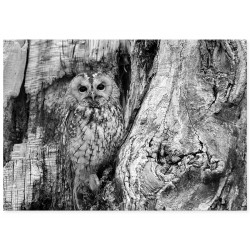 Комплект постеров "Forest"