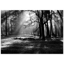 Комплект постеров "Forest"