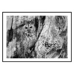 Комплект постеров в рамках "Forest"