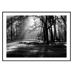 Комплект постерів в рамках "Forest"