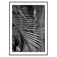 Постер "Palm"
