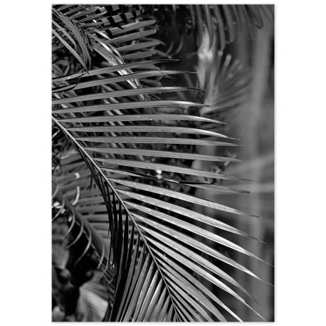 Постер "Palm"