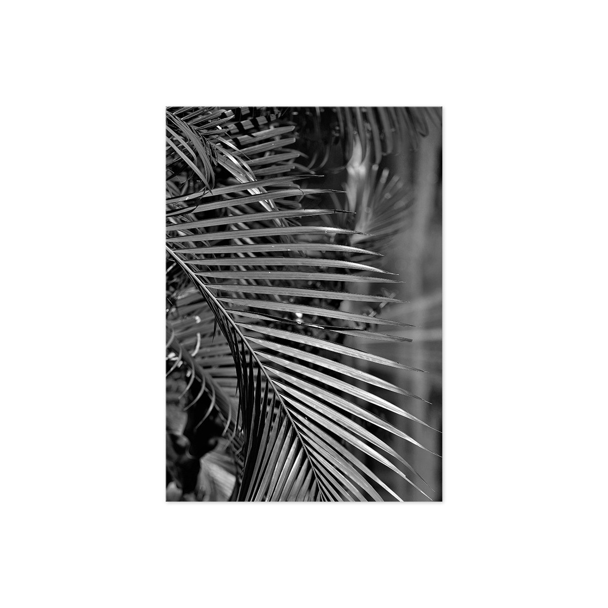 Постер "Palm"