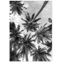 Постер "Palm"