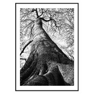 Постер "Tree"