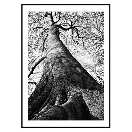 Постер "Tree"
