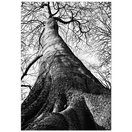Постер "Tree"