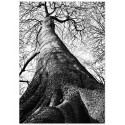 Постер "Tree"