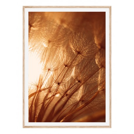 Постер "Dandelion"