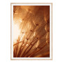 Постер "Dandelion"