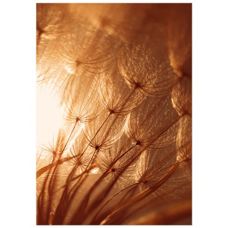 Постер "Dandelion"