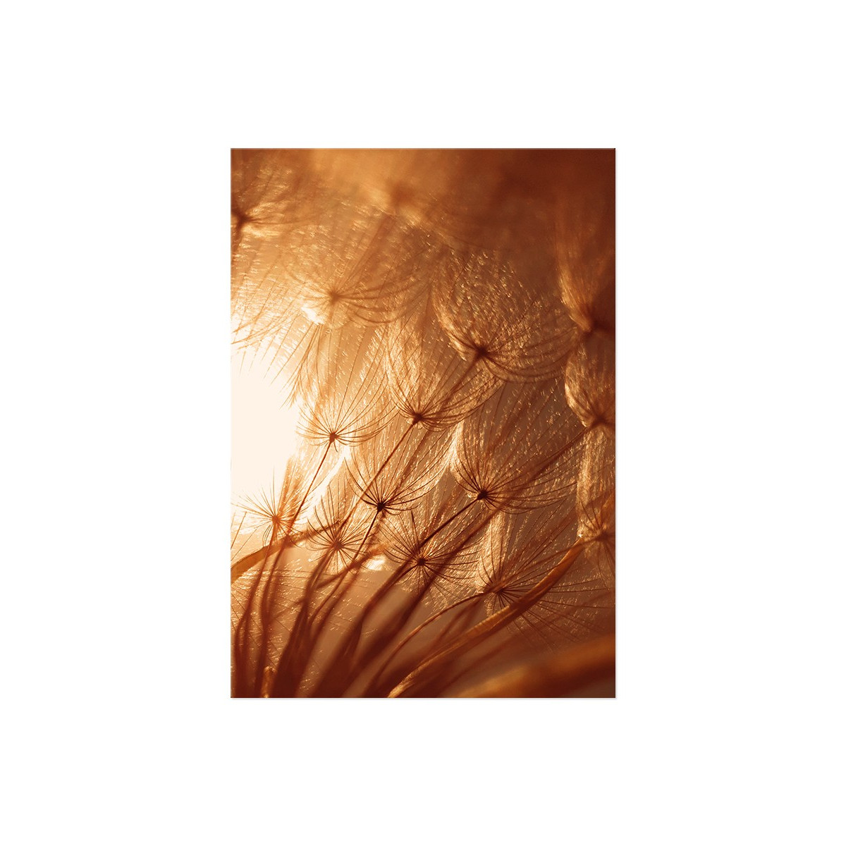 Постер "Dandelion"