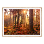 Постер "Mystery Forest"