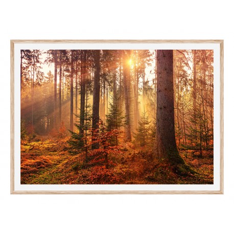 Постер "Mystery Forest"