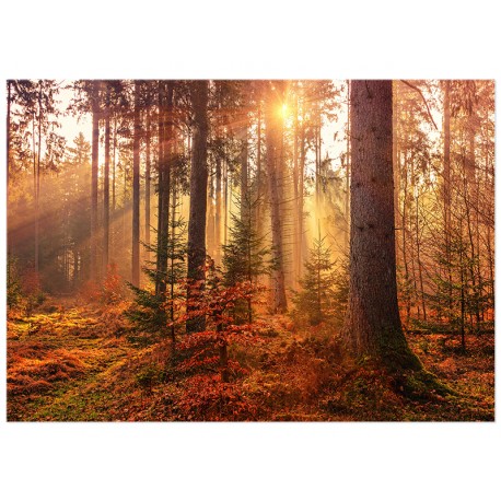 Постер "Mystery Forest"