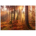 Постер "Mystery Forest"