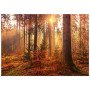 Постер "Mystery Forest"