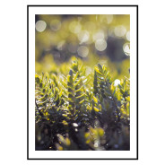 Постер "Spring rain"