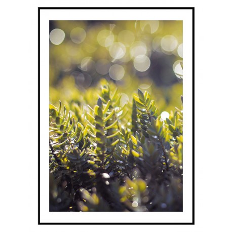 Постер "Spring rain"