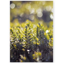 Постер "Spring rain"