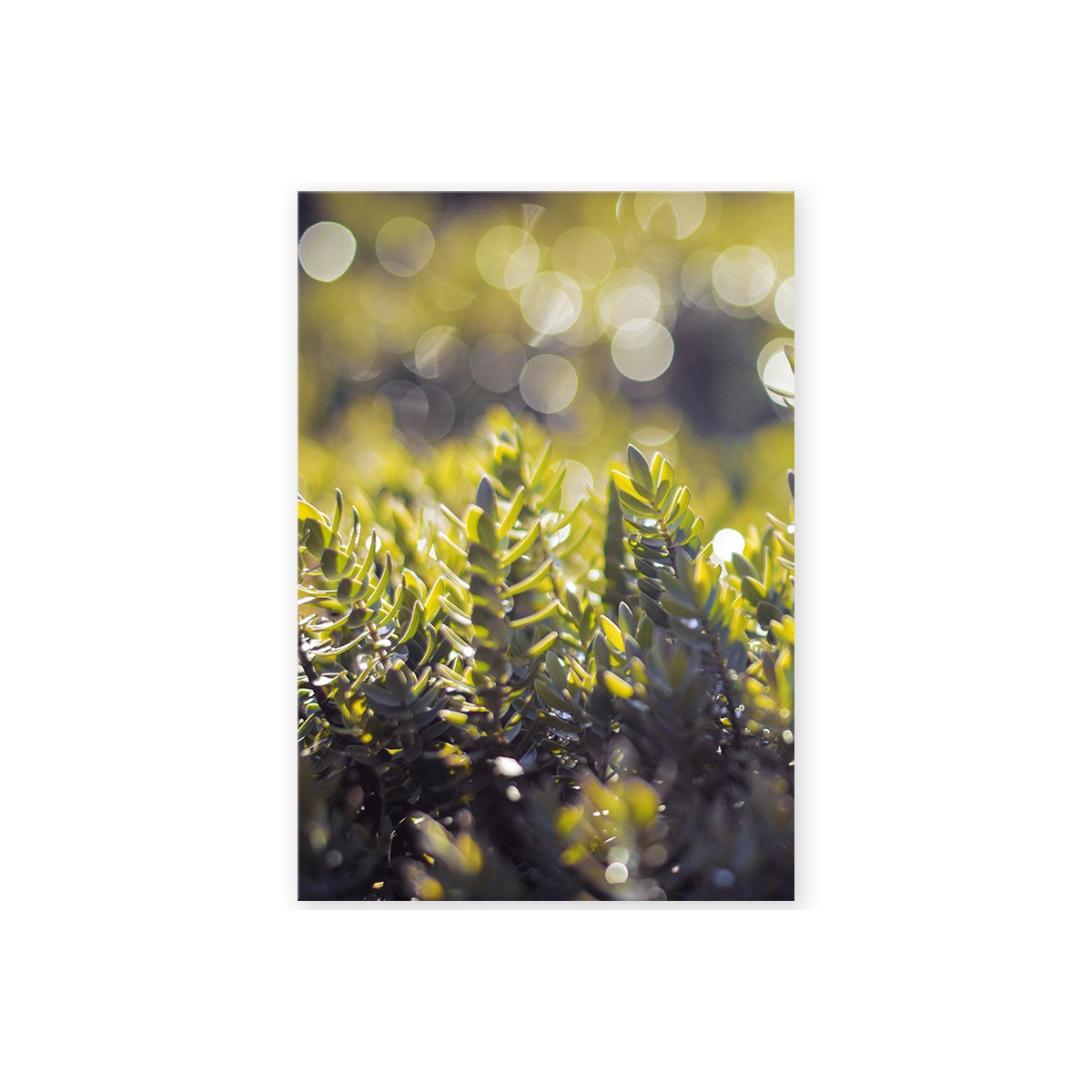 Постер "Spring rain"