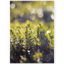 Постер "Spring rain"